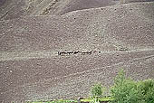 Ladakh - Hemis area famous for the trekking possibilities and for the Hemis Gompa.